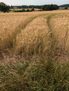 2nd Aug 2024 - HARVEST.