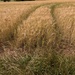 HARVEST. by derekskinner