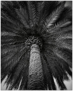 2nd Aug 2024 - Palms Up