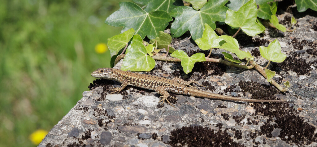 10 - Common Wall Lizard by marshwader