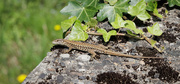 10th Jun 2024 - 10 - Common Wall Lizard