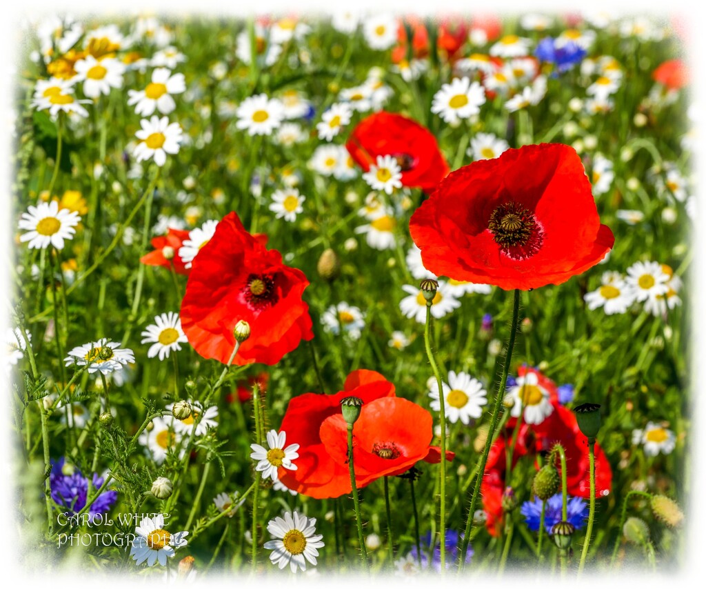 Ox-Eye Daisies And Poppies by carolmw