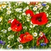 Ox-Eye Daisies And Poppies by carolmw