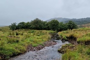 2nd Aug 2024 - river and trees