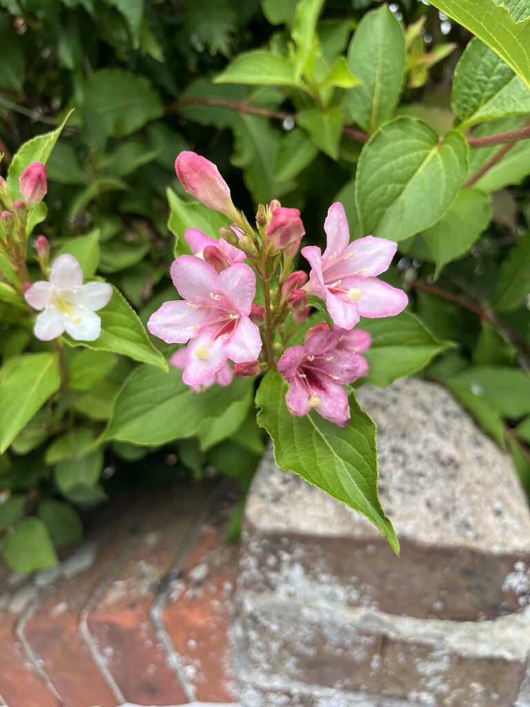 More pretty flowers by jennymillard