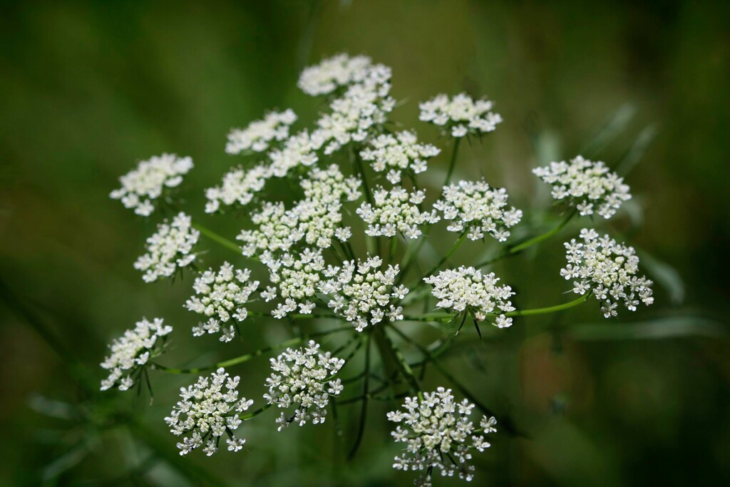 Last of the Queen Anne's Lace shots... by marlboromaam