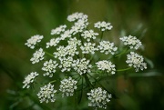 3rd Aug 2024 - Last of the Queen Anne's Lace shots...