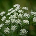 Last of the Queen Anne's Lace shots... by marlboromaam