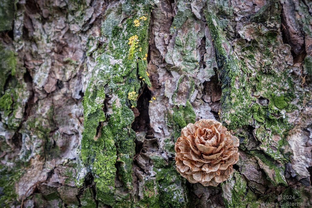 Larch cone still life by helstor365