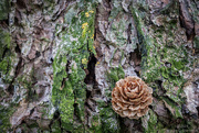 3rd Aug 2024 - Larch cone still life