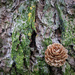 Larch cone still life by helstor365