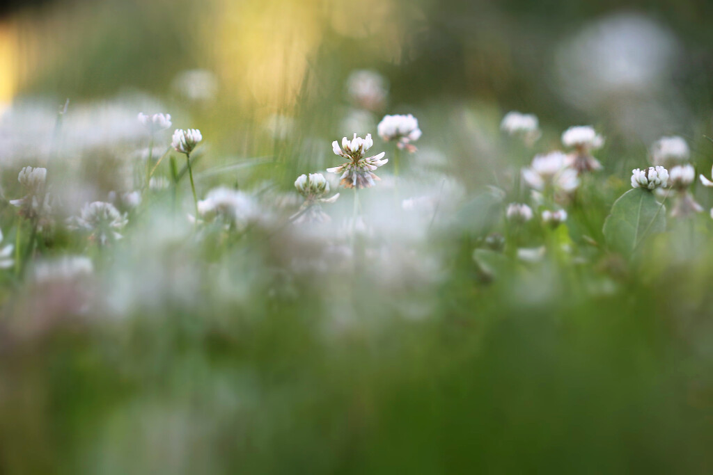 Rollin' in the Clover by juliedduncan