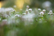 3rd Aug 2024 - Rollin' in the Clover