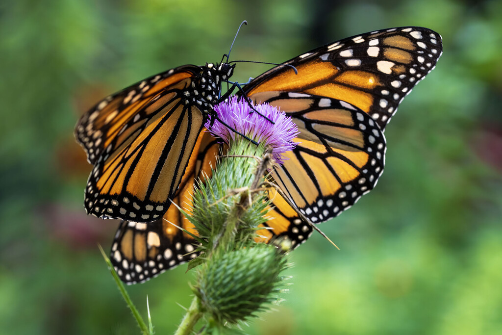 Monarchs on Thistle by kvphoto