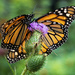 Monarchs on Thistle by kvphoto