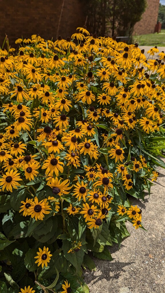 Black Eyed Susan's in Full Bloom by julie