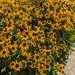 Black Eyed Susan's in Full Bloom by julie