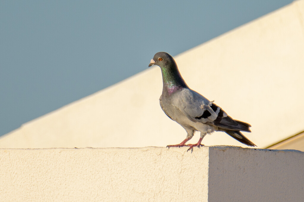 A Pigeon by augusto