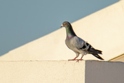 1st Aug 2024 - A Pigeon