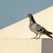 A Pigeon by augusto