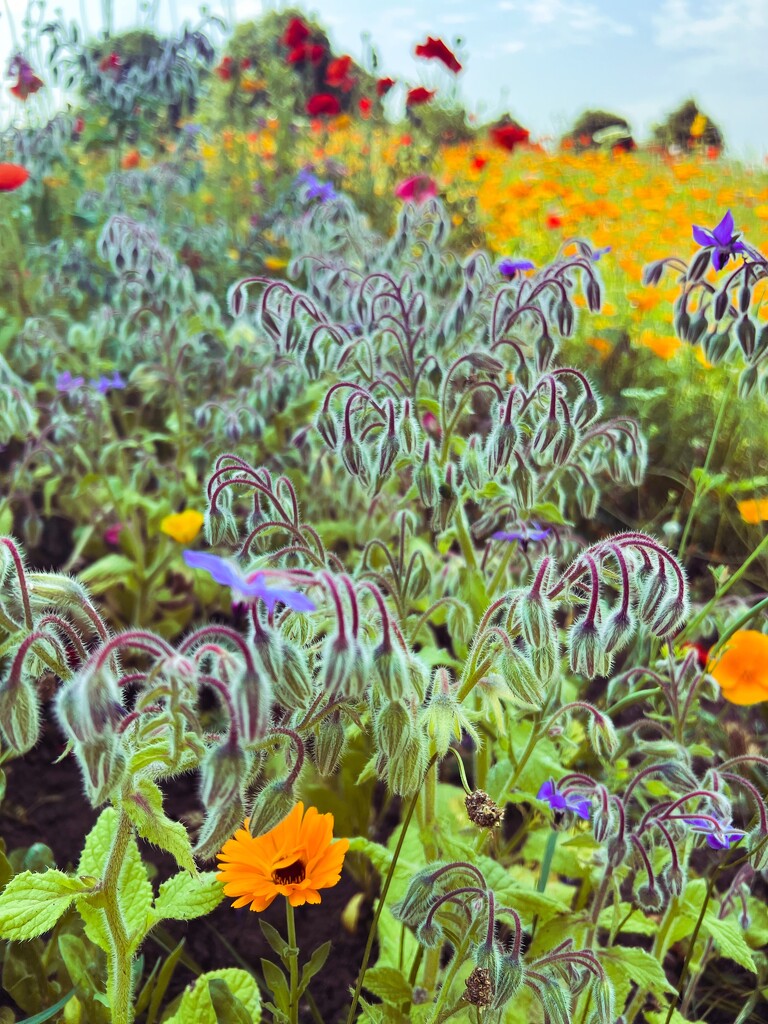 Borage by tinley23