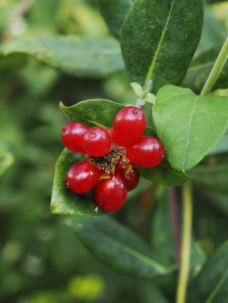 Honeysuckle berries by monikozi