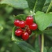 Honeysuckle berries by monikozi