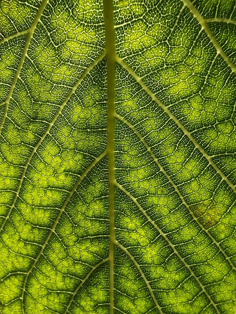 Mulberry leaf by mattjcuk