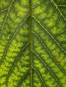 3rd Aug 2024 - Mulberry leaf