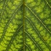 Mulberry leaf by mattjcuk