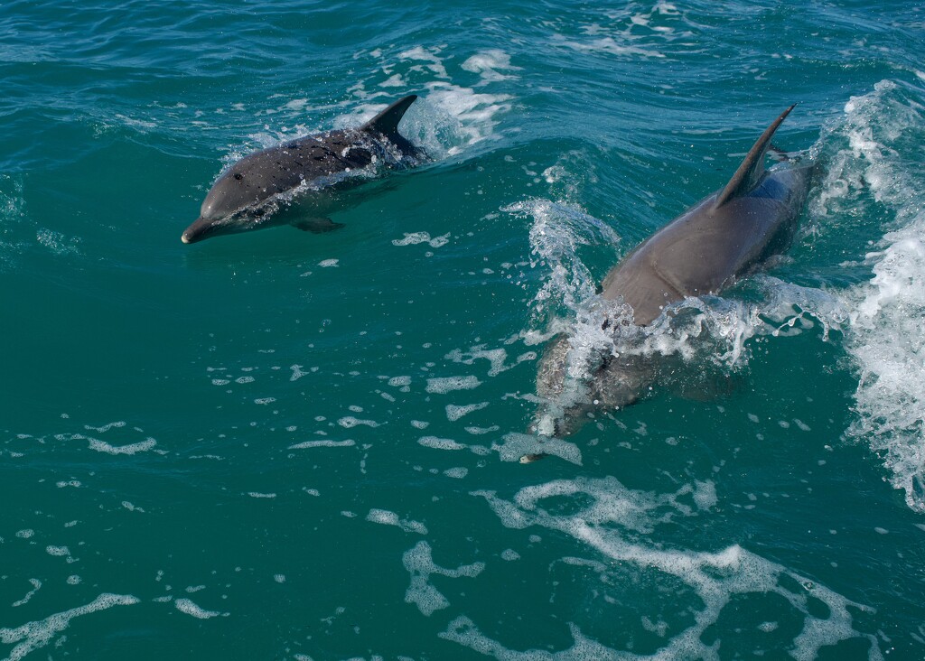 The Dolphins Joined Us Again Today DSC_2066 by merrelyn