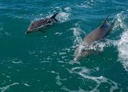 3rd Aug 2024 - The Dolphins Joined Us Again Today DSC_2066