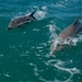 The Dolphins Joined Us Again Today DSC_2066 by merrelyn