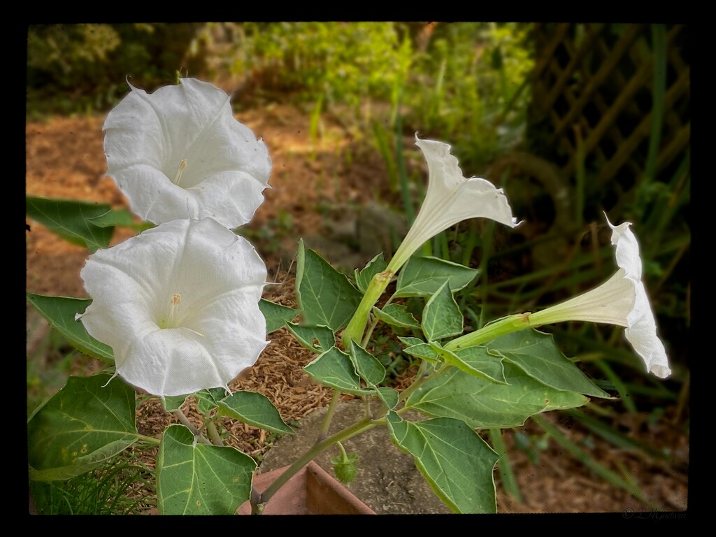 IMG_8521 Moon Vine four blooms by rontu