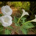 IMG_8521 Moon Vine four blooms by rontu