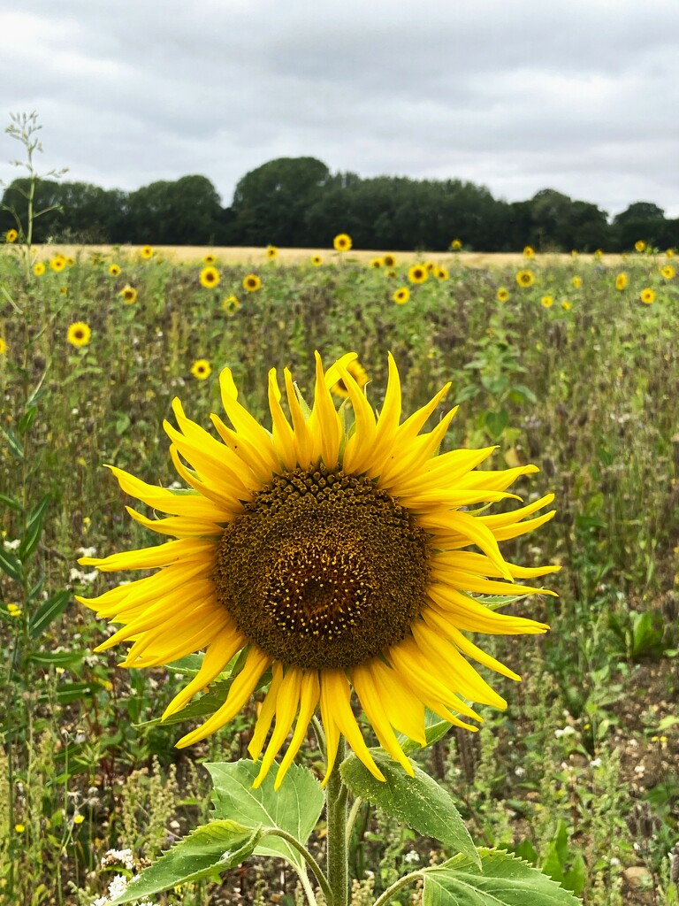 Sunflower 1 by 365anne