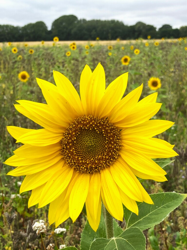 Sunflower 2 by 365anne