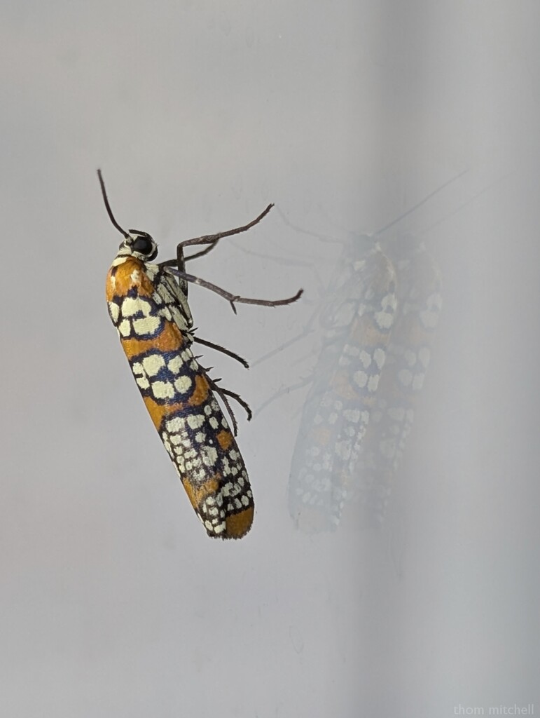 Ailanthus Webworm Moth by rhoing