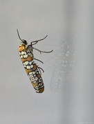 30th Jul 2024 - Ailanthus Webworm Moth