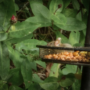 1st Aug 2024 - Mouse in the bird feeder