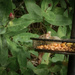 Mouse in the bird feeder by andyharrisonphotos