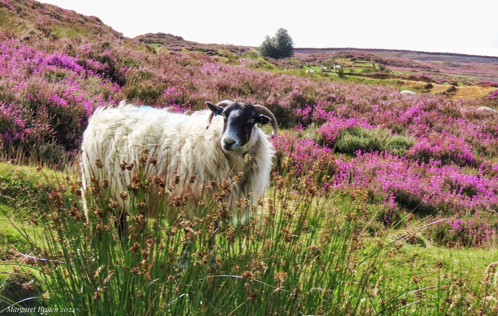 Amongst the heather  by craftymeg