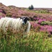 Amongst the heather  by craftymeg