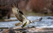 3rd Aug 2024 - Rappahannock River