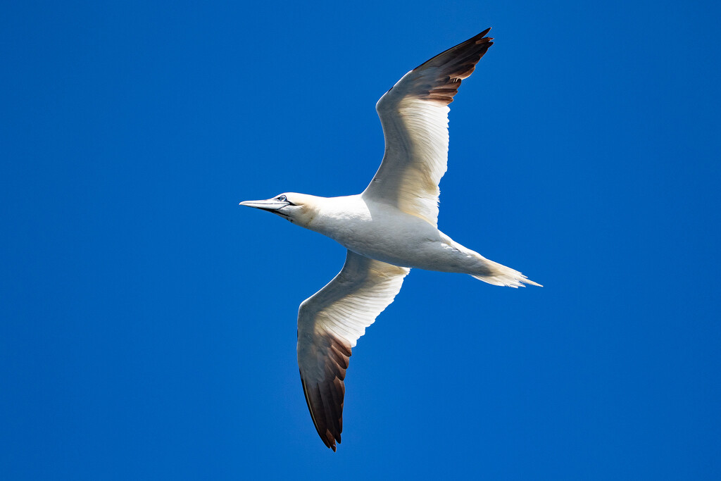 Gannet by lifeat60degrees