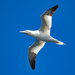 Gannet by lifeat60degrees