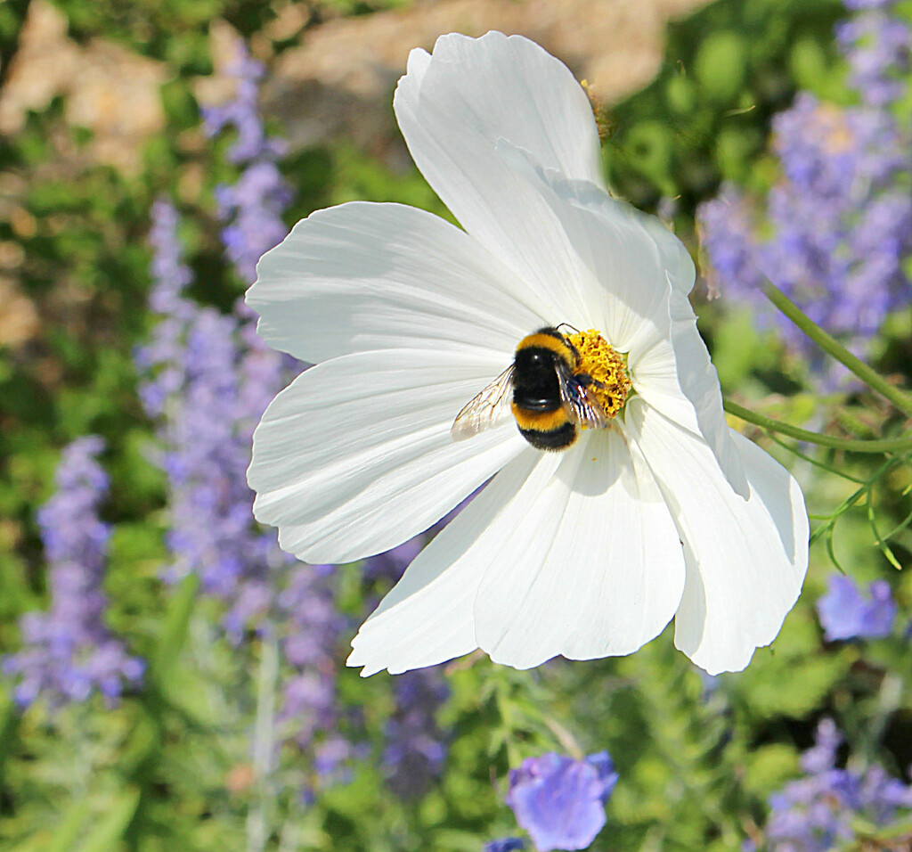 Bee Happy  by wendyfrost