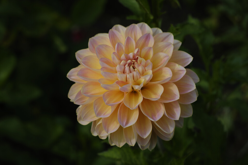 Dahlia by paul1j