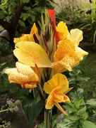 3rd Aug 2024 - Canna