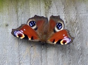 3rd Aug 2024 - Peacock